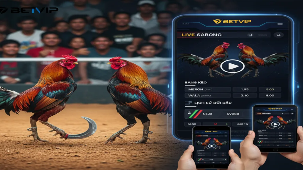 Cách chọn sảnh Đá Gà Cựa Dao Philippines Betvip